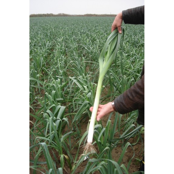 ΠΡΑΣΣΟ D' HIVER 2 (GEANT D'HIVER) MARALDI Φάκελος 25 γραμ. – Δημιουργεί αίσθηση πολυτέλειας χωρίς κόπο | iroots.gr