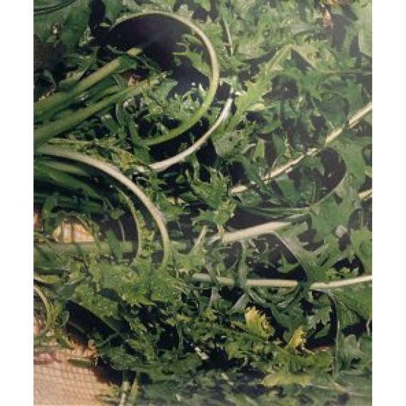 ΡΑΔΙΚΙ CATALOGNA PUGLIESE (ΑΓΡΙΟ ΑΣΠΡΟ) MARALDI Φάκελος 50 γραμ. – Ταιριάζει σε κάθε μοντέρνο ή επαγγελματικό χώρο | iroots.gr