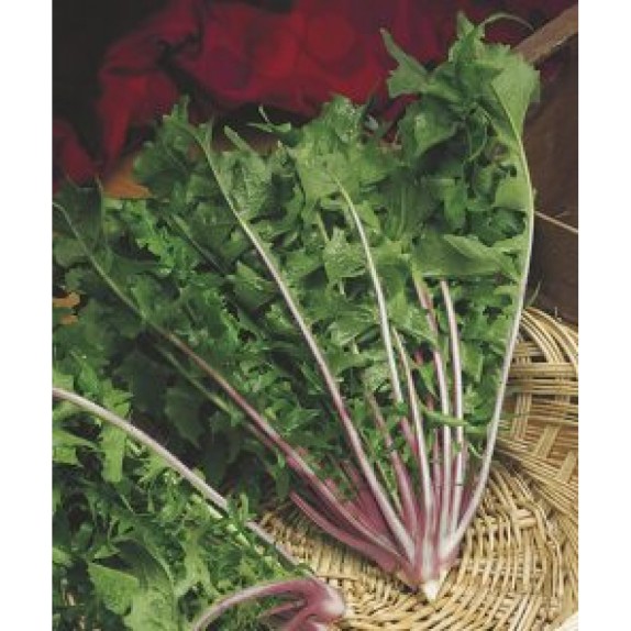 ΡΑΔΙΚΙ ROSSA DI VERONA PRECOCE (ΑΓΡΙΟ ΚΟΚΚΙΝΟ) MARALDI Φάκελος 50 γραμ. – Προσφέρει μοναδική αισθητική | iroots.gr