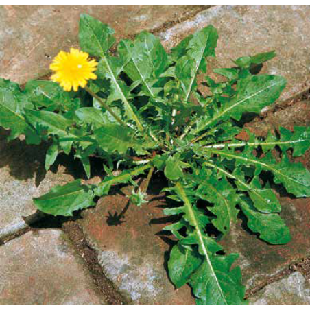 ΡΑΔΙΚΙ TARAXACUM EURO Φάκελος 25 γραμ.
