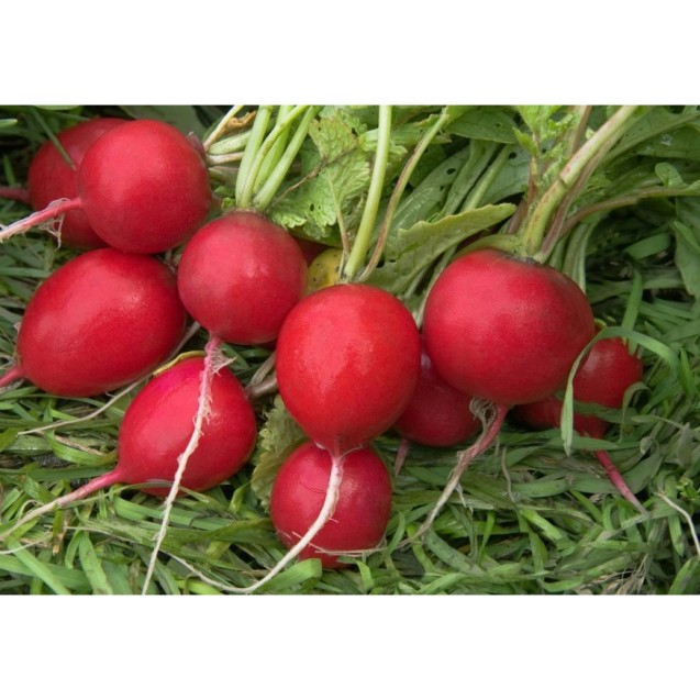 ΡΑΠΑΝΙ REDO (RED GIANT) MARALDI Φάκελος 50 γραμ.