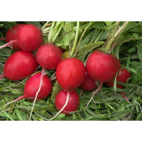 ΡΑΠΑΝΙ REDO (RED GIANT) MARALDI Φάκελος 50 γραμ.