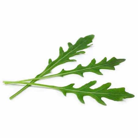 ΡΟΚΑ ΑΓΡΙΑ FAST GROW MARALDI Φάκελος 25 γραμ.