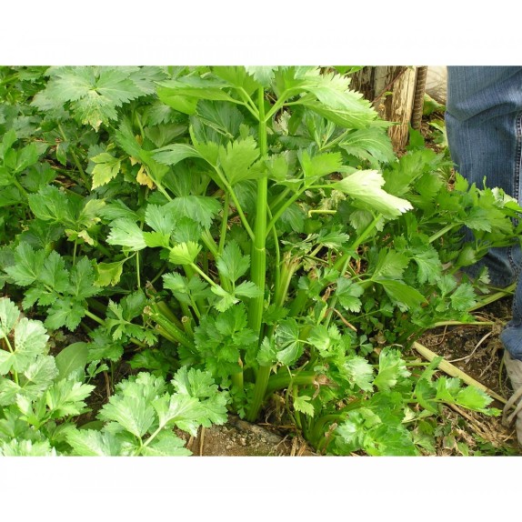 ΣΕΛΙΝΟ PLEIN BLANC PASCAL MARALDI (GIANT PASCAL) Φάκελος 25 γραμ. – Προσφέρει μοναδική αισθητική | iroots.gr