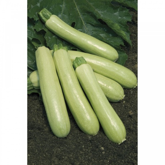 ΚΟΛΟΚΥΘΙ ADRIELLE F1 Φάκελος 50 σπόρων – Δίνει premium χαρακτήρα στο περιβάλλον | iroots.gr