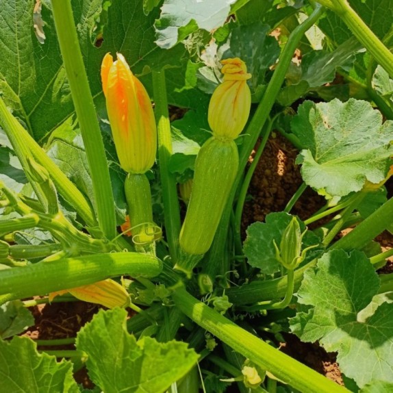 ΚΟΛΟΚΥΘΙ JETTA F1 Φάκελος 50 σπόρων – Αναβαθμίζει άμεσα τον χώρο σου | iroots.gr