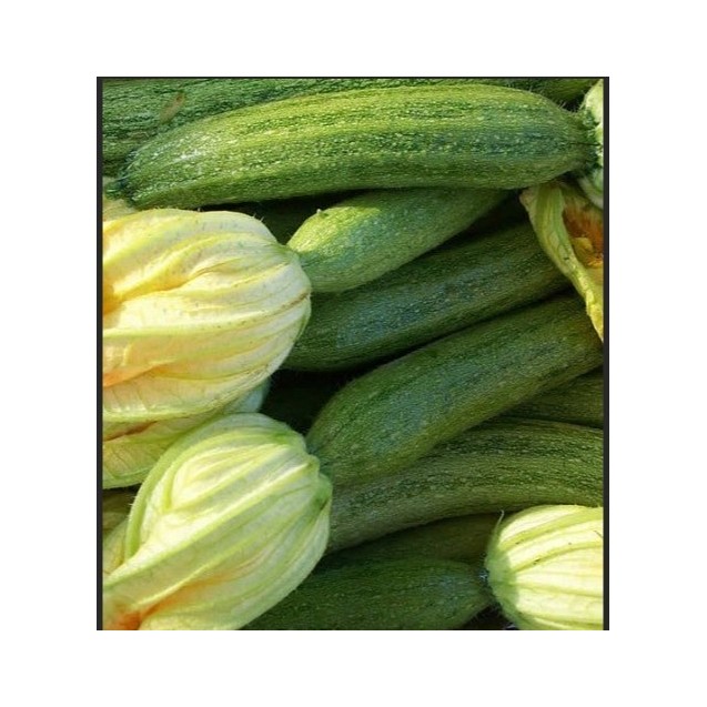 ΚΟΛΟΚΥΘΙ STRIATO PUGLIESE Φάκελος 25 γραμ. – Δίνει premium χαρακτήρα στο περιβάλλον | iroots.gr