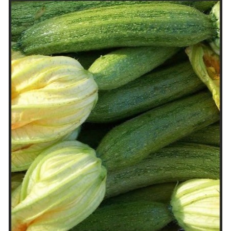 ΚΟΛΟΚΥΘΙ STRIATO PUGLIESE Φάκελος 25 γραμ. – Δίνει premium χαρακτήρα στο περιβάλλον | iroots.gr