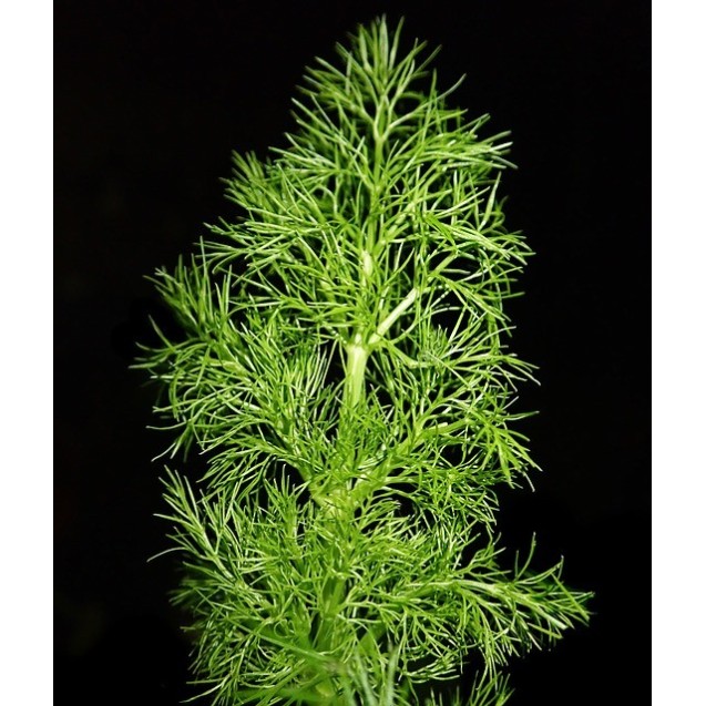 ΜΑΡΑΘΟΣ WILD FENNEL EURO Χάρτινο Κυτίο 500 γραμ.