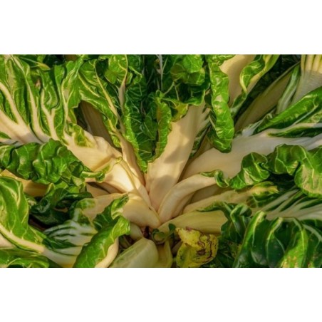 ΣΕΣΚΟΥΛΟ VERDE A COSTA BIANCA (CARLA) Φάκελος 25 γραμ.