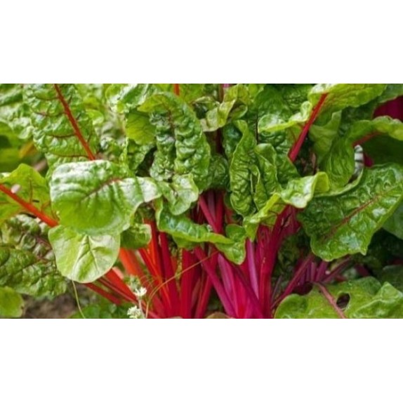 ΣΕΣΚΟΥΛΟ RED| RHUBARB CHARD MARALDI Φάκελος 25 γραμ. – Δίνει premium χαρακτήρα στο περιβάλλον | iroots.gr