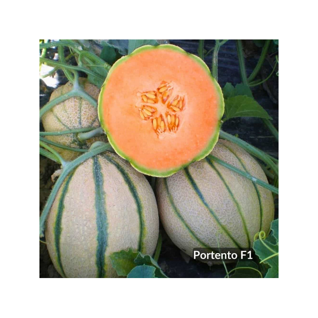 ΠΕΠΟΝΙ PORTENTO F1 Φάκελος 100 σπόρων – Δημιουργεί αίσθηση πολυτέλειας χωρίς κόπο | iroots.gr