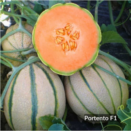 ΠΕΠΟΝΙ PORTENTO F1 Φάκελος 100 σπόρων – Δημιουργεί αίσθηση πολυτέλειας χωρίς κόπο | iroots.gr