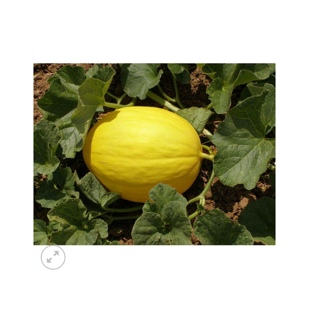 ΠΕΠΟΝΙ AΜARILLO ORO S/B (RUGOSO) Φάκελος 25 γραμ.