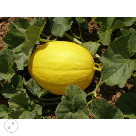 ΠΕΠΟΝΙ AΜARILLO ORO S/B (RUGOSO) Φάκελος 25 γραμ.