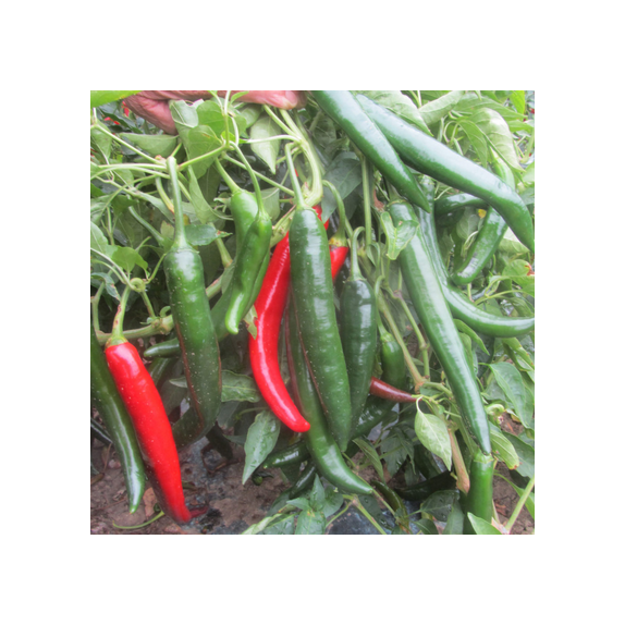 ΠΙΠΕΡΙΑ BARBARIAN F1 Φάκελος 50 σπόρων – Δημιουργεί αίσθηση πολυτέλειας χωρίς κόπο | iroots.gr