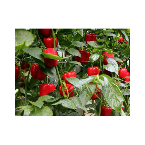 ΠΙΠΕΡΙΑ TIKAL F1 Φάκελος 50 σπόρων – Ταιριάζει σε κάθε μοντέρνο ή επαγγελματικό χώρο | iroots.gr