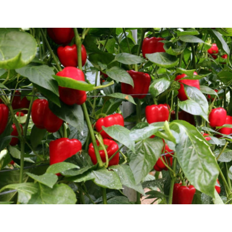 ΠΙΠΕΡΙΑ TIKAL F1 Φάκελος 50 σπόρων – Ταιριάζει σε κάθε μοντέρνο ή επαγγελματικό χώρο | iroots.gr