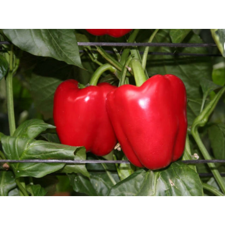 ΠΙΠΕΡΙΑ TIKAL F1 Φάκελος 50 σπόρων – Ταιριάζει σε κάθε μοντέρνο ή επαγγελματικό χώρο | iroots.gr