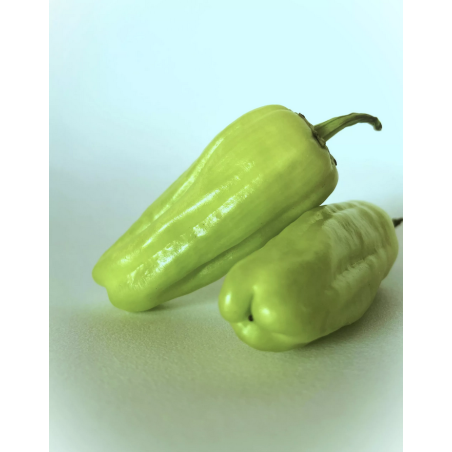 ΠΙΠΕΡΙΑ STAVROS ΤΟΥΡΣΙ ΚΟΝΤΗ ΣΤΑΥΡΟΣ (εγχώρια) Φάκελος 25 γραμ. – Δίνει premium χαρακτήρα στο περιβάλλον | iroots.gr