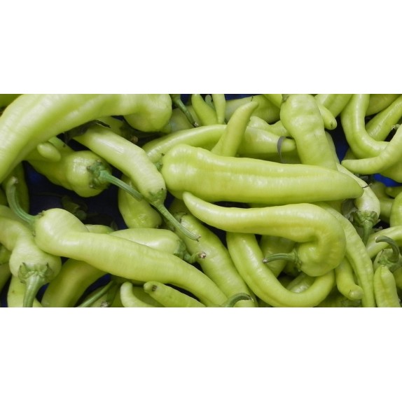 ΠΙΠΕΡΙΑ ΚΑΥΤΕΡΗ ΚΙΤΡΙΝΗ ΜΑΚΡΙΑ Φάκελος 25 γραμ. – Δημιουργεί αίσθηση πολυτέλειας χωρίς κόπο | iroots.gr