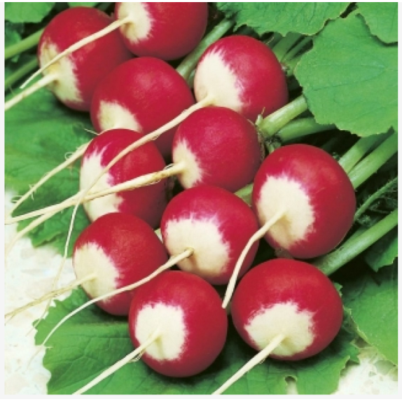 ΡΑΠΑΝΙ NELSON (NATIONAL) ΣΤΡΟΓΓΥΛΟ ΔΙΧΡΩΜΟ Φάκελος 50 γραμ. – Προσφέρει μοναδική αισθητική | iroots.gr