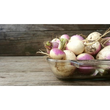 ΡΕΒΑ ΔΙΧΡΩΜΗ PURPLE TOP WHITE GLOBE VIKIMA Φάκελος 25 γραμ.