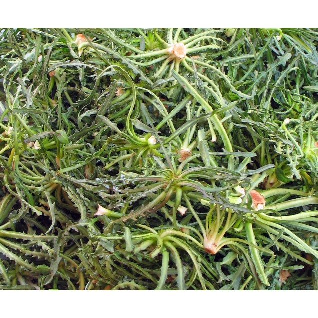 ΣΤΑΜΝΑΓΚΑΘΙ ΕΓΧΩΡΙΟ Φάκελος 10 γραμ. – Ταιριάζει σε κάθε μοντέρνο ή επαγγελματικό χώρο | iroots.gr