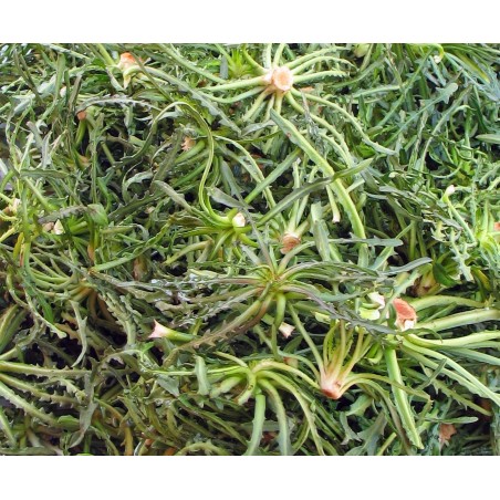 ΣΤΑΜΝΑΓΚΑΘΙ ΕΓΧΩΡΙΟ Φάκελος 10 γραμ. – Ταιριάζει σε κάθε μοντέρνο ή επαγγελματικό χώρο | iroots.gr