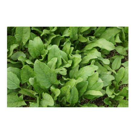 ΣΠΑΝΑΚΙ MONSTREUX DE VIROFLAY EURO Φάκελος 50 γραμ. – Αναβαθμίζει άμεσα τον χώρο σου | iroots.gr