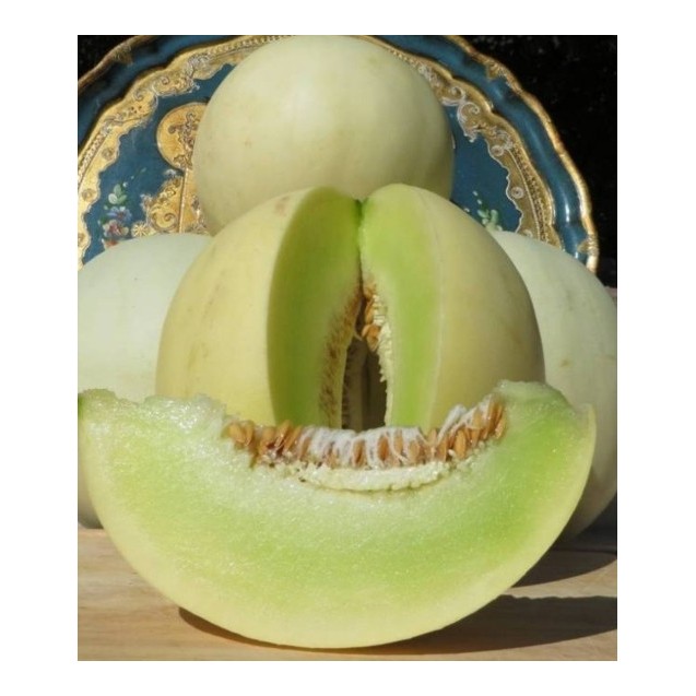 ΠΕΠΟΝΙ CAPOVERDE F1 Φάκελος 50 σπόρων – Δημιουργεί αίσθηση πολυτέλειας χωρίς κόπο | iroots.gr