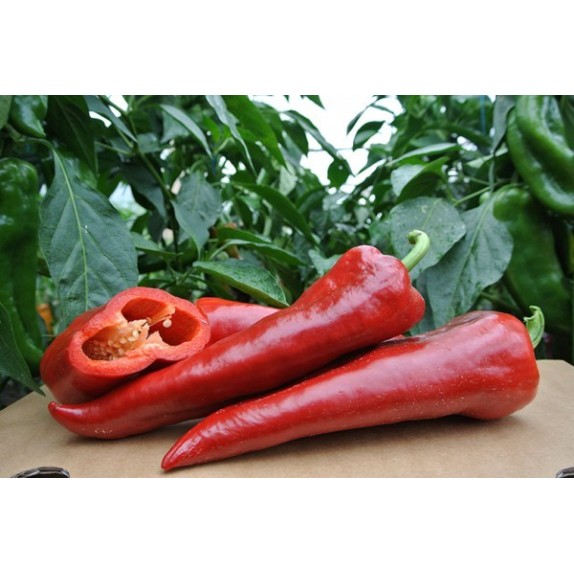 nan – Προσφέρει μοναδική αισθητική | iroots.gr