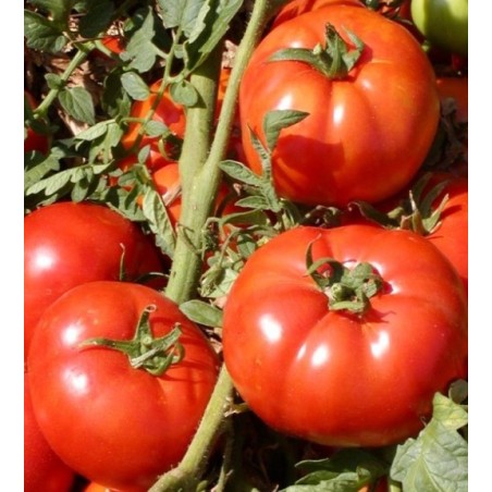 ΤΟΜΑΤΑ FAIRLADY F1 Φάκελος 100 σπόρων – Ταιριάζει σε κάθε μοντέρνο ή επαγγελματικό χώρο | iroots.gr