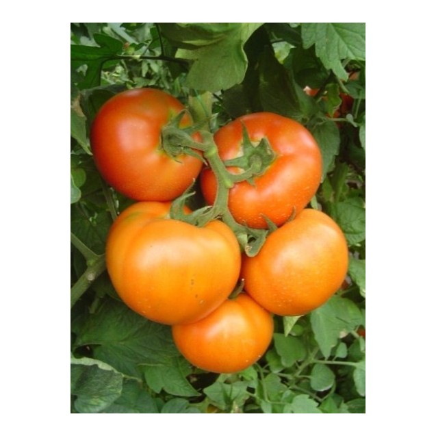 ΤΟΜΑΤΑ OPTIMA F1 Φάκελος 50 σπόρων – Αναβαθμίζει άμεσα τον χώρο σου | iroots.gr