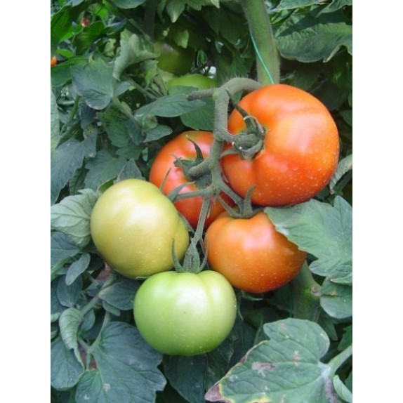 ΤΟΜΑΤΑ ROQUE F1 Φάκελος 50 σπόρων – Δημιουργεί αίσθηση πολυτέλειας χωρίς κόπο | iroots.gr