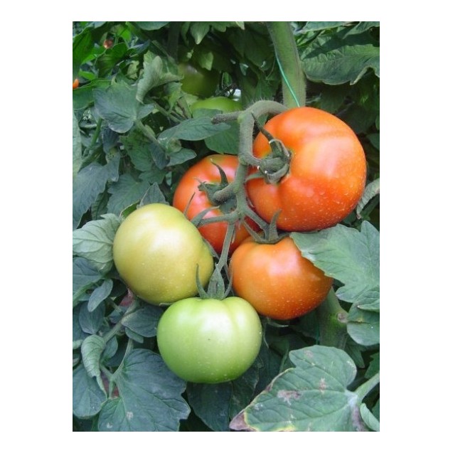 ΤΟΜΑΤΑ ROQUE F1 Φάκελος 50 σπόρων – Δημιουργεί αίσθηση πολυτέλειας χωρίς κόπο | iroots.gr