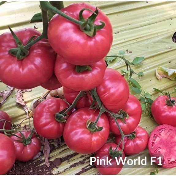 ΤΟΜΑΤΑ PINK WORLD F1 Φάκελος 50 σπόρων – Ταιριάζει σε κάθε μοντέρνο ή επαγγελματικό χώρο | iroots.gr