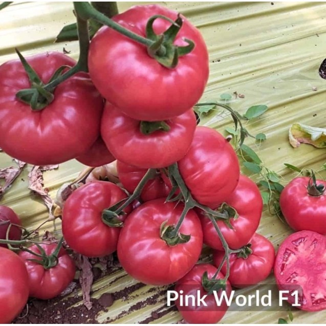 ΤΟΜΑΤΑ αναρριχώμενη PINK WORLD F1 Φάκελος 50 σπόρων