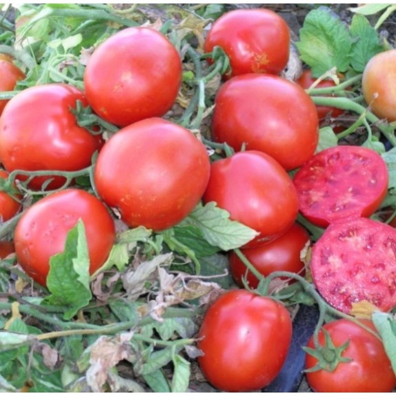 ΤΟΜΑΤΑ SURYA F1 Φάκελος 100 σπόρων – Αναβαθμίζει άμεσα τον χώρο σου | iroots.gr