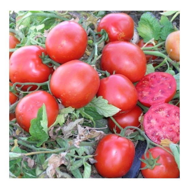 ΤΟΜΑΤΑ SURYA F1 Φάκελος 100 σπόρων – Αναβαθμίζει άμεσα τον χώρο σου | iroots.gr