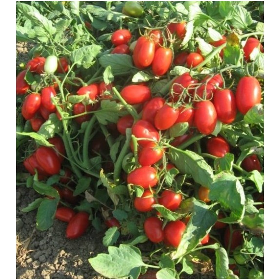 ΤΟΜΑΤΑ BRISCOLINO F1 Φάκελος 100 σπόρων – Δίνει premium χαρακτήρα στο περιβάλλον | iroots.gr