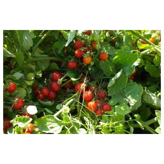 ΤΟΜΑΤΑ STROMBOLLINO F1 Φάκελος 100 σπόρων – Αναβαθμίζει άμεσα τον χώρο σου | iroots.gr