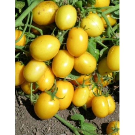 ΤΟΜΑΤΑ αυτοκλαδευόμενη YELLOW RIVER F1 Φάκελος 50 σπόρων