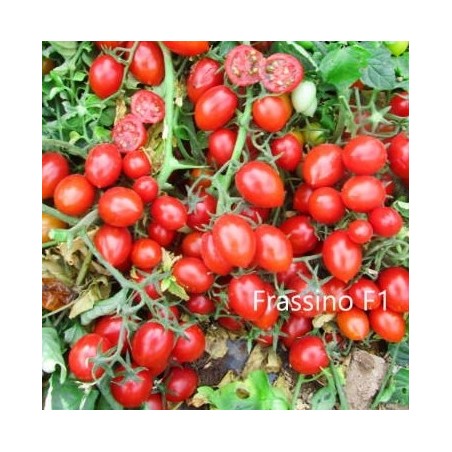 Τομάτα FRASSINO F1 Φάκελος 100 σπόρων – Αναβαθμίζει άμεσα τον χώρο σου | iroots.gr