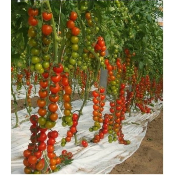 ΤΟΜΑΤΑ MONCHERRY F1 Φάκελος 100 σπόρων – Δημιουργεί αίσθηση πολυτέλειας χωρίς κόπο | iroots.gr