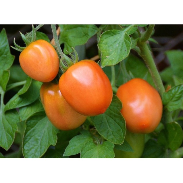 ΤΟΜΑΤΑ RIO GRANDE UG Φάκελος 25 γραμ. – Αναβαθμίζει άμεσα τον χώρο σου | iroots.gr