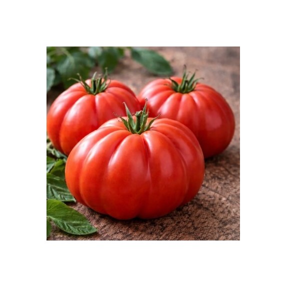 ΤΟΜΑΤΑ OX HEART (Cuore di Bue) Φάκελος 25 γραμ. – Δίνει premium χαρακτήρα στο περιβάλλον | iroots.gr