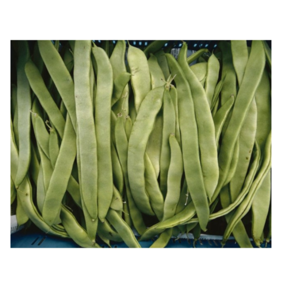 ΦΑΣΟΛΙ ΑΝΑΡ. HELDA EUROSEED Φάκελος 100 γραμ. – Δίνει premium χαρακτήρα στο περιβάλλον | iroots.gr