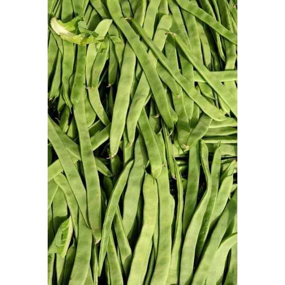 ΦΑΣΟΛΙ ΑΝΑΡ. ZARGANA CHRISOUPOLIS (βυσσινί σπόρος) Φάκελος 100 γραμ. – Δίνει premium χαρακτήρα στο περιβάλλον | iroots.gr