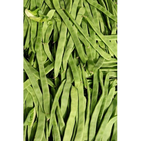 ΦΑΣΟΛΙ ΑΝΑΡ. ZARGANA CHRISOUPOLIS (βυσσινί σπόρος) Φάκελος 100 γραμ. – Δίνει premium χαρακτήρα στο περιβάλλον | iroots.gr